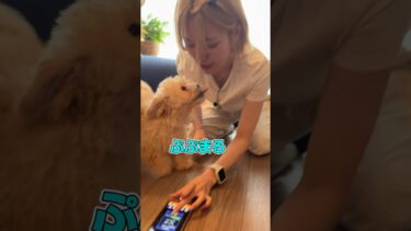 超“獣”神祭〜獣族にガチャ引いてもらってみた〜 ワンちゃんver.【モンスト公式】#shorts